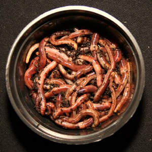 Würmer Dendrobena (Mistwürmer)
